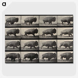 2-81_Eadweard-Muybridge_picture-crop