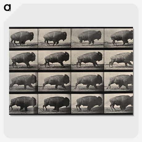 2-81_Eadweard-Muybridge_picture-crop