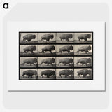2-81_Eadweard-Muybridge_picture