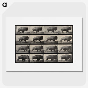 2-81_Eadweard-Muybridge_picture