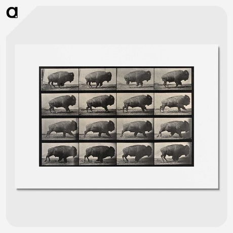 2-81_Eadweard-Muybridge_picture