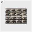 2-81_Eadweard-Muybridge_postcard