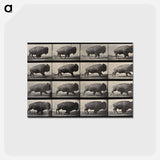 アートポストカード-Buffalo Walking
 - エドワード マイブリッジ Postcard.