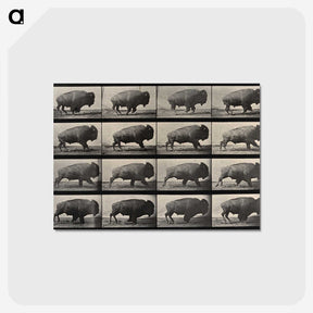 2-81_Eadweard-Muybridge_postcard