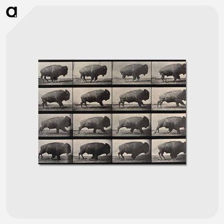 アートポストカード-Buffalo Walking
 - エドワード マイブリッジ Postcard.
