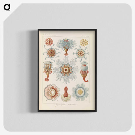 2-81_Ernst-Haeckel_blk-crop