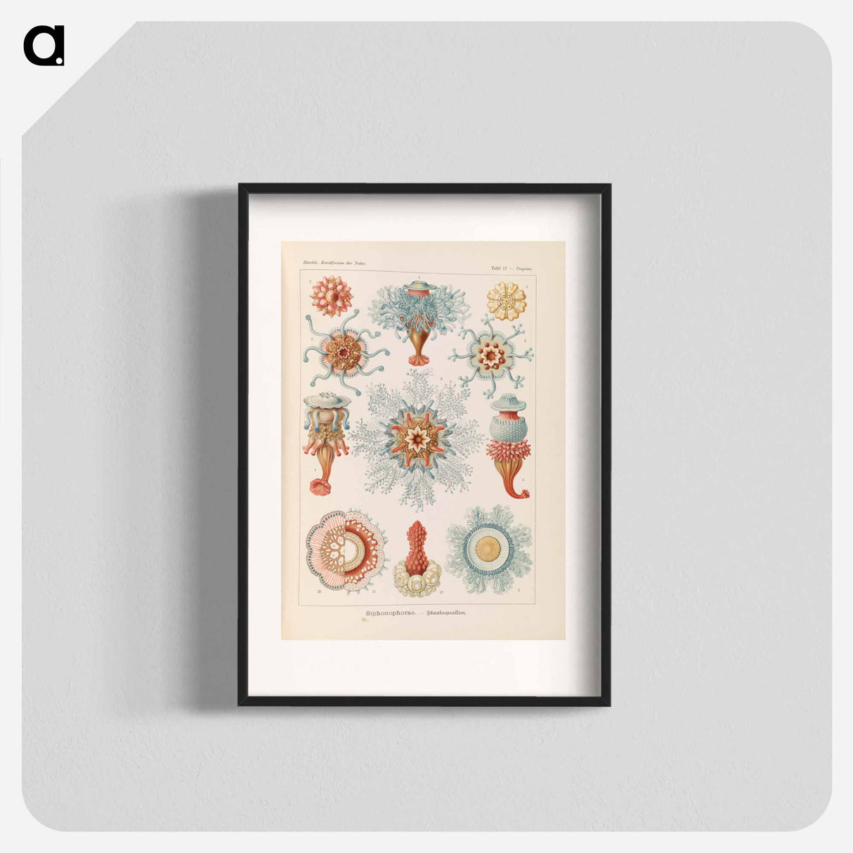 Marine life illustration - エルンスト ヘッケル Poster.