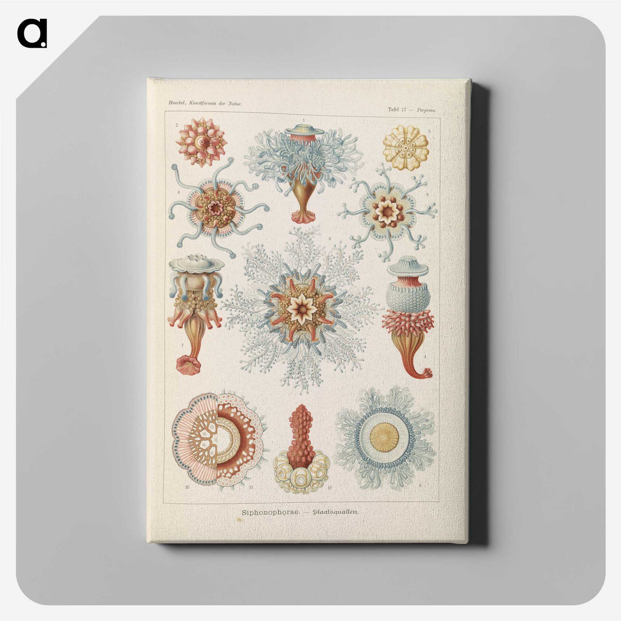2-81_Ernst-Haeckel_canvas