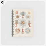 2-81_Ernst-Haeckel_memo