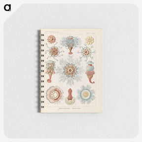 2-81_Ernst-Haeckel_memo