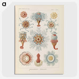 2-81_Ernst-Haeckel_picture-crop