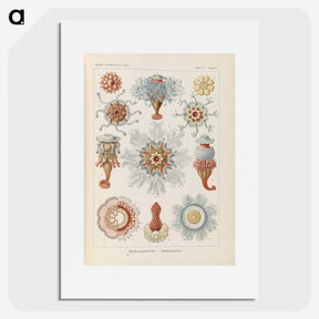 2-81_Ernst-Haeckel_picture