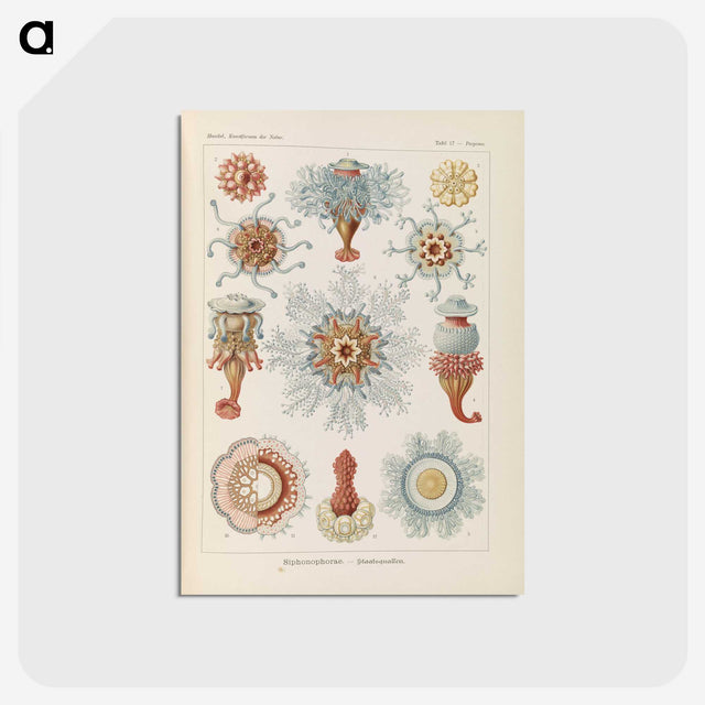 2-81_Ernst-Haeckel_postcard