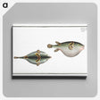 2-81_Ichtyologie-ou-Histoire-naturelle_canvas