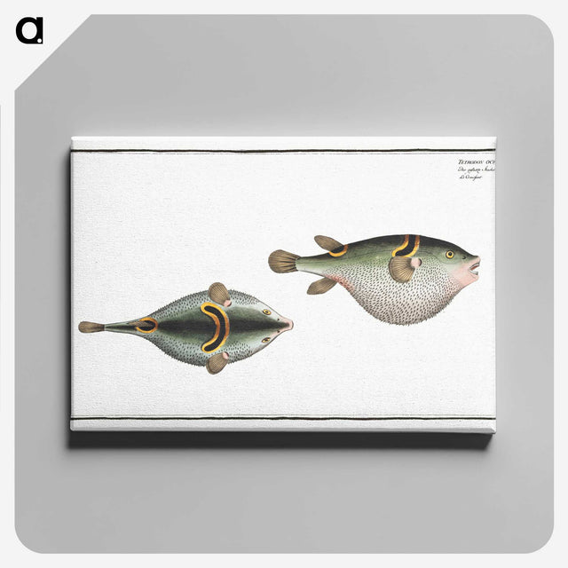 2-81_Ichtyologie-ou-Histoire-naturelle_canvas