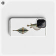2-81_Ichtyologie-ou-Histoire-naturelle_phone
