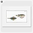 2-81_Ichtyologie-ou-Histoire-naturelle_picture