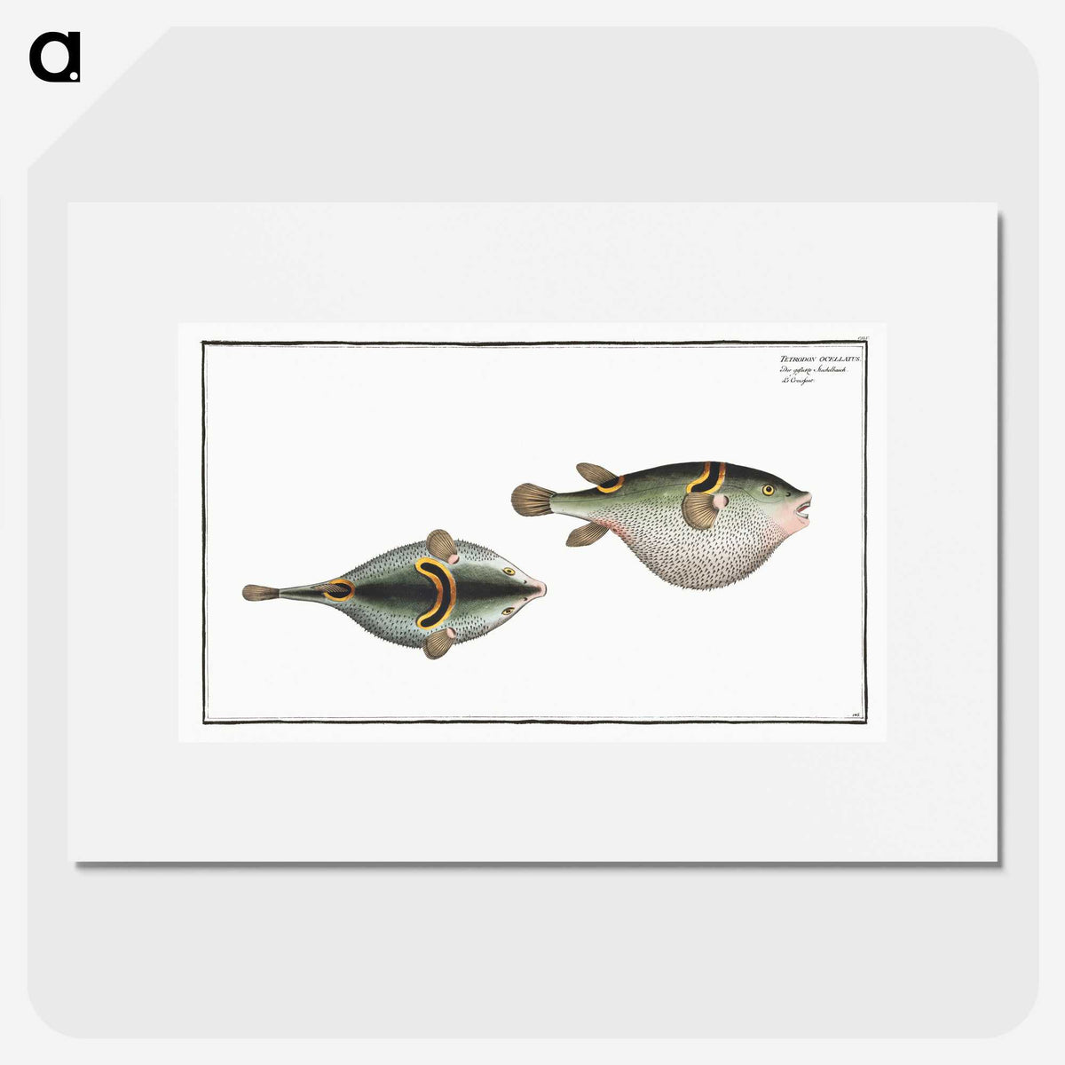 2-81_Ichtyologie-ou-Histoire-naturelle_picture