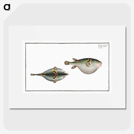 2-81_Ichtyologie-ou-Histoire-naturelle_picture