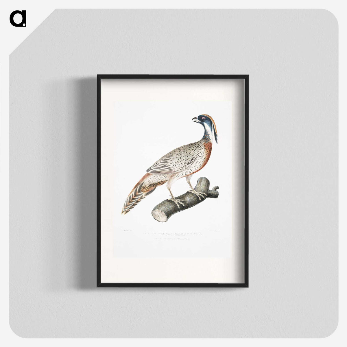 2-81_Indian-Zoology_blk