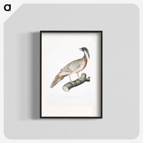2-81_Indian-Zoology_blk