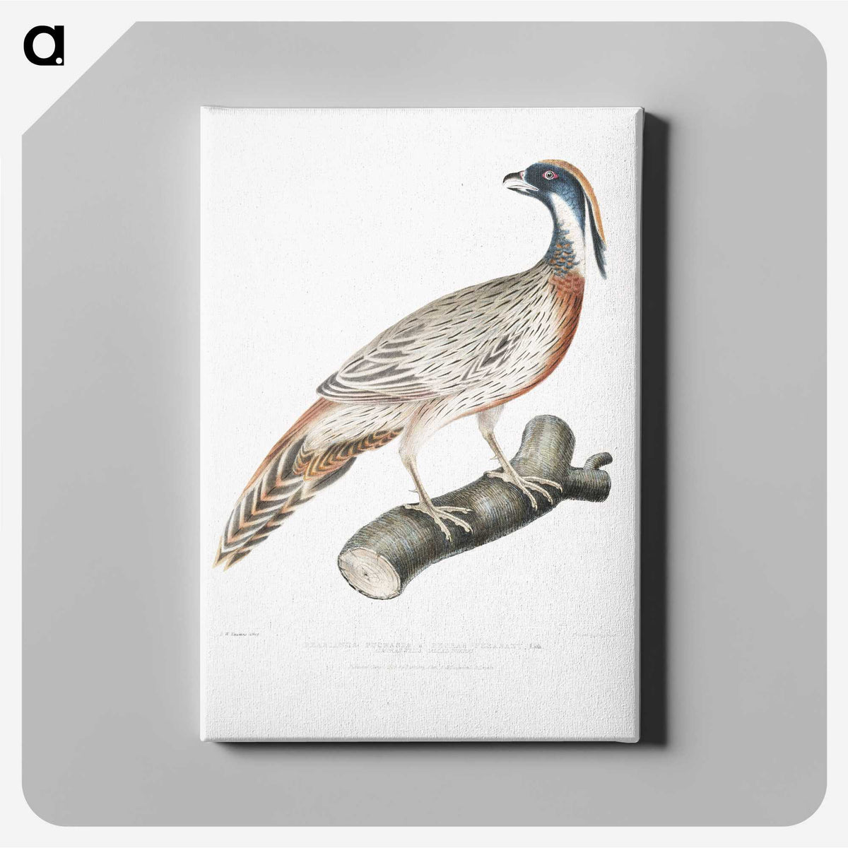 2-81_Indian-Zoology_canvas