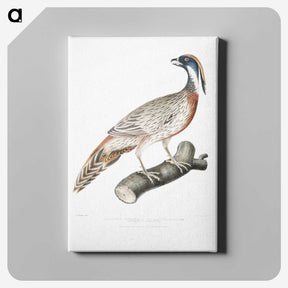 2-81_Indian-Zoology_canvas