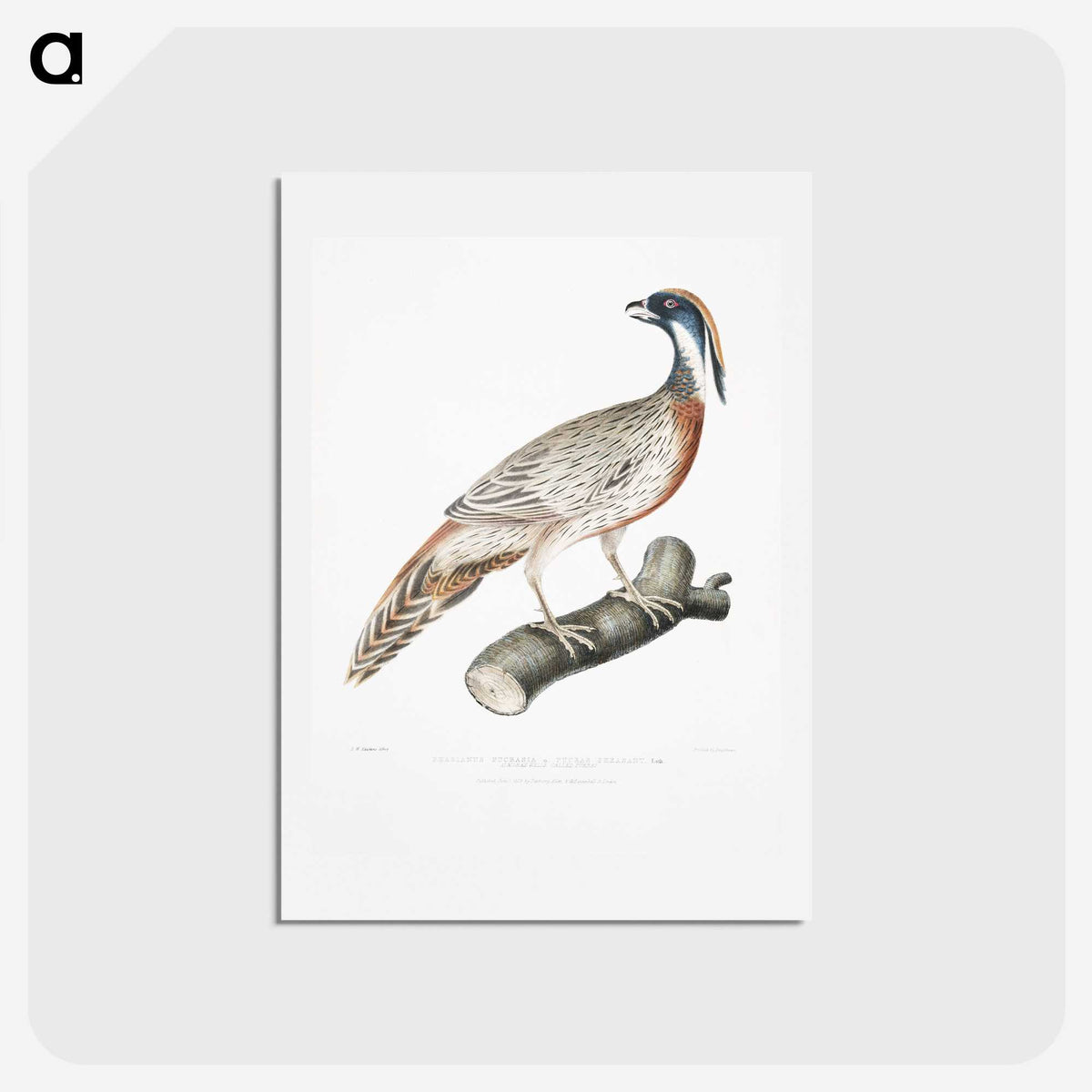 2-81_Indian-Zoology_hagaki