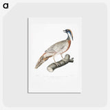 2-81_Indian-Zoology_hagaki