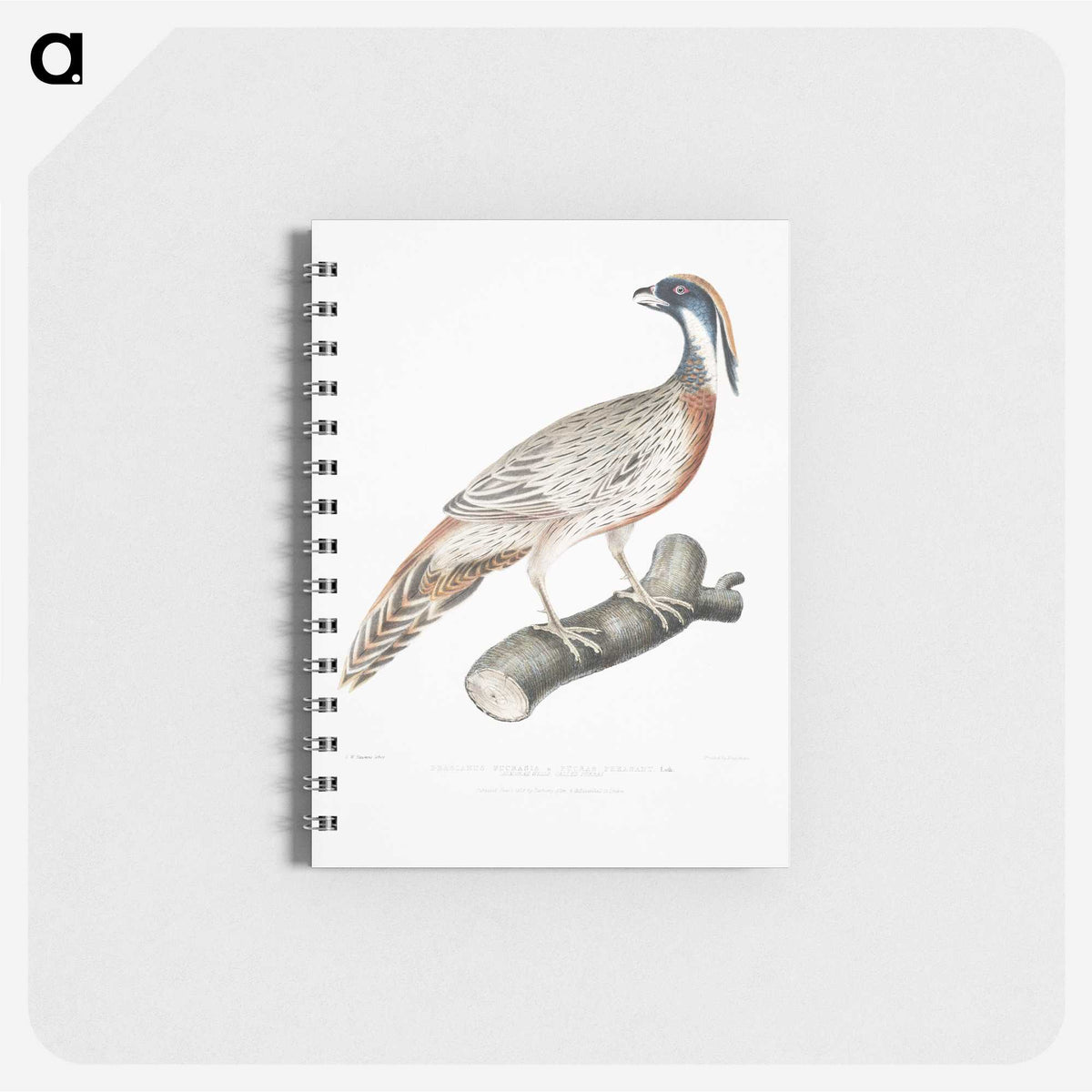 2-81_Indian-Zoology_memo