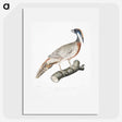 2-81_Indian-Zoology_picture