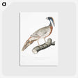 2-81_Indian-Zoology_postcard