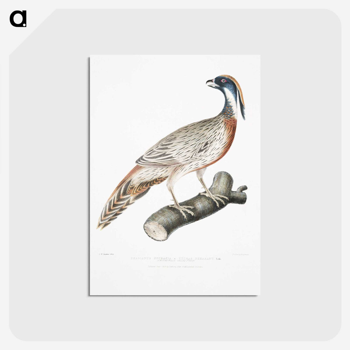 2-81_Indian-Zoology_postcard
