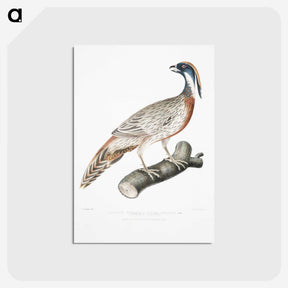 2-81_Indian-Zoology_postcard