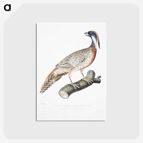 2-81_Indian-Zoology_postcard