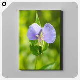 2-81_Insects-Unlocked-Project_canvas