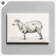 アートパネル-Standing sheep - ジャン ベルナール Canvas.