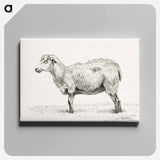 アートパネル-Standing sheep - ジャン ベルナール Canvas.
