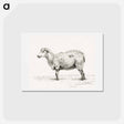 アートポストカード-Standing sheep - ジャン ベルナール Postcard.