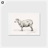 アートポストカード-Standing sheep - ジャン ベルナール Postcard.