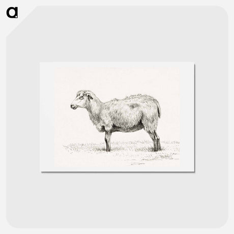 アートポストカード-Standing sheep - ジャン ベルナール Postcard.