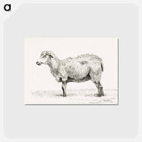 アートポストカード-Standing sheep - ジャン ベルナール Postcard.