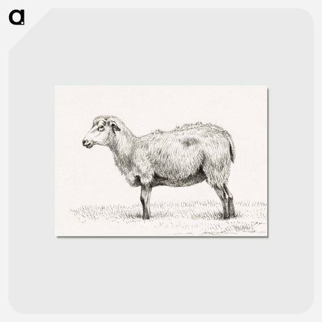 アートポストカード-Standing sheep - ジャン ベルナール Postcard.