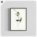 2-81_John-Gould_blk-crop