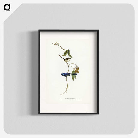 2-81_John-Gould_blk