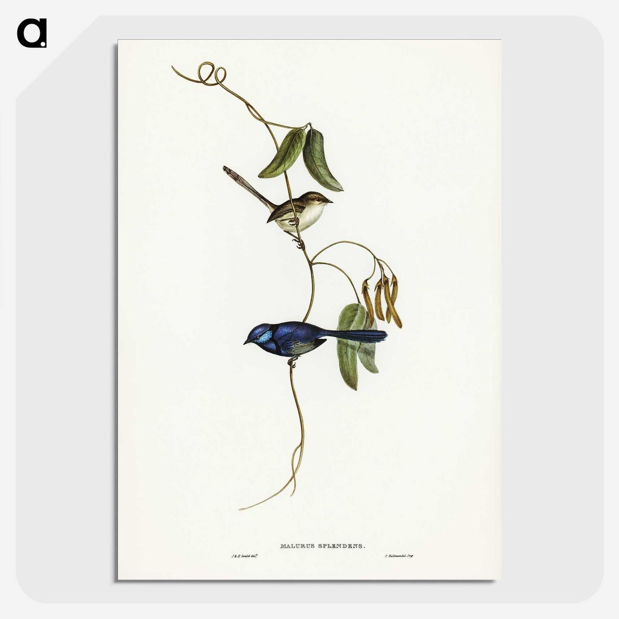 2-81_John-Gould_picture-crop