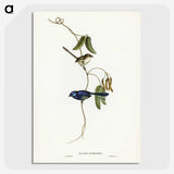 2-81_John-Gould_picture-crop