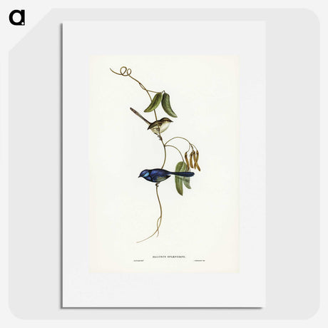 2-81_John-Gould_picture