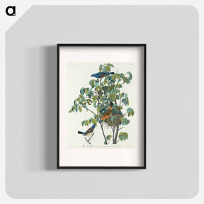 アートポスター-Blue Grosbeak
 - ジョン ジェームス オーデュボン Poster.