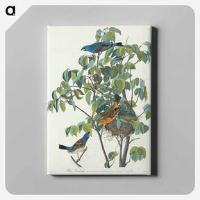 アートパネル-Blue Grosbeak
 - ジョン ジェームス オーデュボン Canvas.